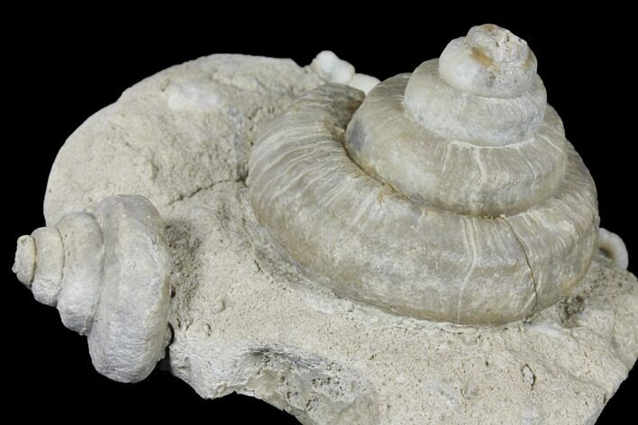 Plate of Gastropod (Euomphalus & Loxonema) Fossils - Iowa #130297